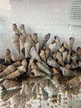 HERCULES SNAILS (BROTIA HERCULEA) 4 PACK